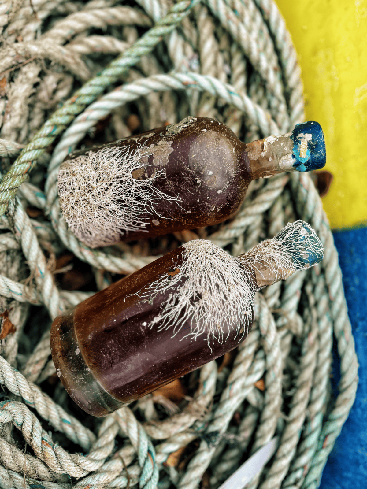 Bouteilles de rhum immergées et recouvertes d’algues sur corde marine – vieillissement sous-marin breton.